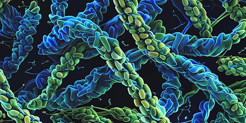hydrolyzed grain proteins
